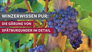 Winzerwissen Die Gärung des Spätburgunders im Detail 🍇🍷 [upl. by Clayborn]