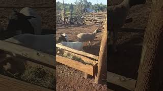 Dorper sheep farming in Uganda [upl. by Eecart]