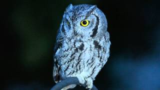 Western ScreechOwl in Backyard at Night [upl. by Siulegroj]