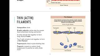 93  Microanatomy of Skeletal Muscle Fibers [upl. by Noell]