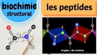 Biochimie structural  Les Peptides [upl. by Lellih]