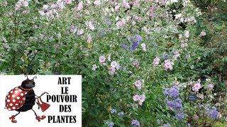 Tuto jardin Lavatera Barnsley photos de fleurs et de plantes vivaces [upl. by Ecerahc]