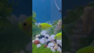 My Cute Tetras♥️ fish fishaquarium tetras [upl. by Raf714]