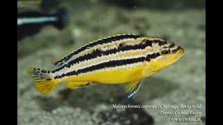 Melanochromis auratus Chidunga Rocks [upl. by Arny]