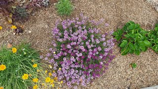 Sweet Alyssum Lobularia maritima is a Beautiful Drought Tolerant Annual [upl. by Goodill]