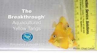 Yellow Tangs The Breeding Breakthrough Fincasters Episode 122 [upl. by Odrude]