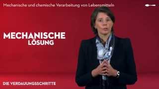 Das Verdauungssystem  Mechanische und chemische Verarbeitung [upl. by Tenay908]