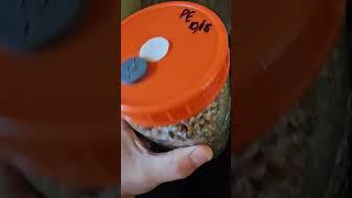 Fastest growing mycelium ever youtubeshorts youtube vlog update food diy amazing new news [upl. by Arral]