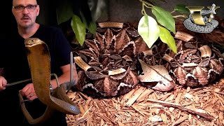 The Ultimate Snake Showdown King Cobra vs Gaboon Viper [upl. by Annahsohs923]