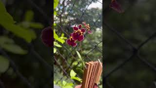 Oncidium Equitante Tolumnia blossom orchid oncidium oncidiumequitante tolumnia flower [upl. by Junette]