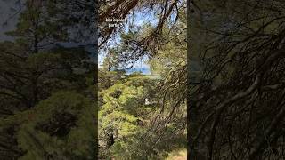 Les cigales partie 3 cigales nature shortyoutube [upl. by Peednama]