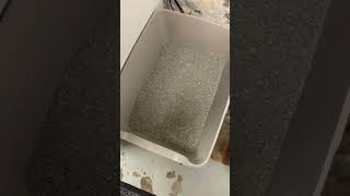 My Easy StepbyStep Process to Changing Litter Boxes with Dr Elseys and Hypochlorous [upl. by Besnard]