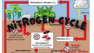 NITROGEN CYCLE  ALL IN ONE [upl. by Changaris]