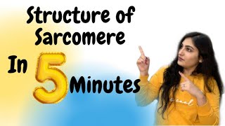 Easiest Way to Understand Structure of Sarcomere  5 Minute Concepts  Ishita Khurana [upl. by Hsreh]