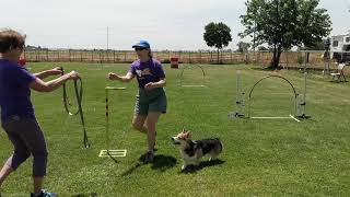 Frankie does NADAC  Intro Grounders [upl. by Canada202]