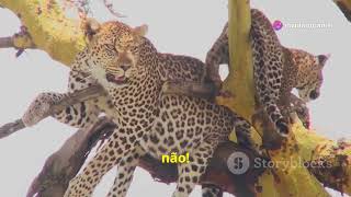 Filhotes de Leopardo Aventura na Selva [upl. by Acinehs]