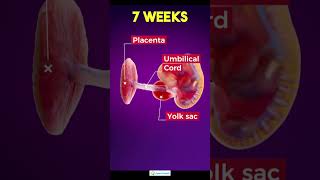 7 week pregnancy7 Weeks Pregnant  Baby Development pregnancy 7weekpregnancy pregnancysymptoms [upl. by Portuna]