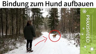 Bindung zum Hund aufbauen ➡️ Praxisvideo ✔️ [upl. by Sherburne]