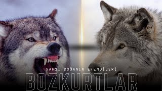 Bozkurtların Yaşam Mücadelesi  BOZKURTLAR [upl. by Daza]