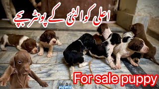 Pointer puppy available for sale location Faisalabad 923015014241 [upl. by Madonna]