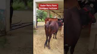 Yadav dairy farm gosaiganj Lucknow chhapiya yadavdairyfarm chhapiyadairyfarmlucknow [upl. by Wendell]