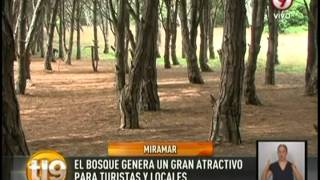 El misterioso bosque energético de Miramar [upl. by Ludmilla]