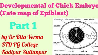 Development of Chick Embryo Part 1 Cleavage and Blastulation Fate map of Epiblast for BSc MSc NEET [upl. by Ambur806]