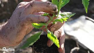 Cultiver des tomates sans les tailler [upl. by Langdon]