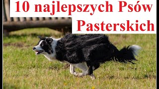 10 najlepszych Psów Pasterskich [upl. by Deina402]