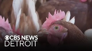 Ordinance allowing chickens ducks and bees within Detroit city limits passes [upl. by Yrrep]