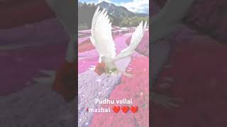 Pudhu vellai mazhai song WhatsApp status aravindswamy arrahman pudhuvellaimazhai shorts nassar [upl. by Orel]