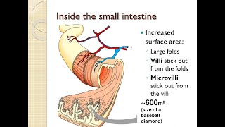 Surface area of the small intestine Plicae circularis Villi and Microvilli [upl. by Norvell290]