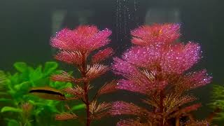 Cabomba Furcata amp SAE  Planted Tank  Live Plants [upl. by Lexy]