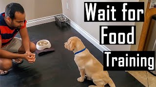 How to Train a Puppy or Dog to Patiently Wait for Food and Not Bark Easy Training Tips [upl. by Glenna923]