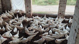 Pakistan Poultry Farm  Pakistan Production  Pakistan farming  part 15 [upl. by Yehc]