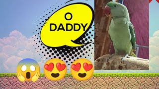 Parrot saying O Daddy 😍😮😱 talking parrodaivish vlog [upl. by Sualkin]