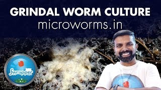 Grindal Worm Culture  Live Fish Food [upl. by Nodnelg494]