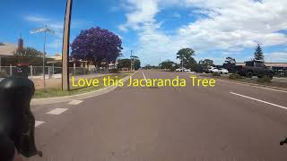 Jacaranda Tree [upl. by Shepp]