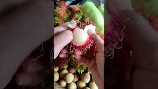 rambutan fruit [upl. by Nuli]