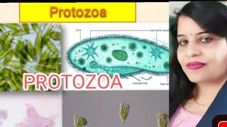 Animal Kingdom  phylum Protozoa non chordatachordata classification  NEET biologyBScMSc [upl. by Okoy]