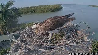 Captiva Osprey Cam  2022327 [upl. by Norek]