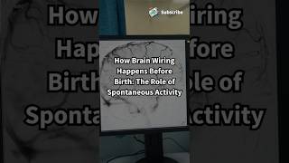 How Brain Wiring Happens Before Birth The Role of Spontaneous Activity biology ytshortsshorts [upl. by Felipe]