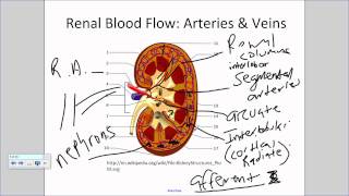 Renal Blood Flowwmv [upl. by Larrisa]