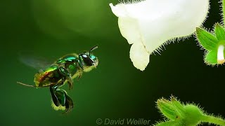 What Is This Orchid Bee Doing With its Legs [upl. by Rasaec]