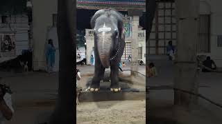 Yaanai varuthu yanai varuthu kids song yaanaivaruthu chuttykannamma elephantsong [upl. by Orimlede183]