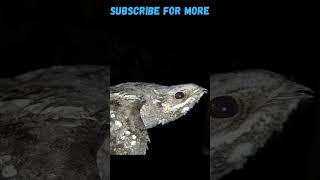 SCARY BIRD 🐦 European nightjar part 2 shorts [upl. by Ellives777]