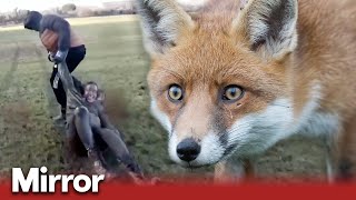 The violent reality of fox hunting in the UK  Exclusive [upl. by Brandie]