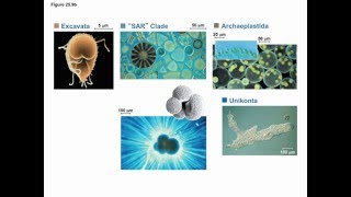 Protists [upl. by Caty]