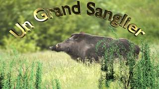 chasse au sanglier 20172018  un grand vieux sanglier [upl. by Hairacaz]