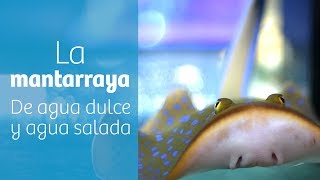 La mantarraya · Rayas de agua dulce y salada [upl. by Nyrol]